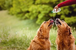 How Much Water Should a Dog Drink