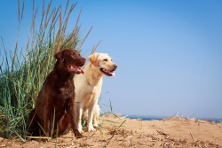 Best dogs for emotional support