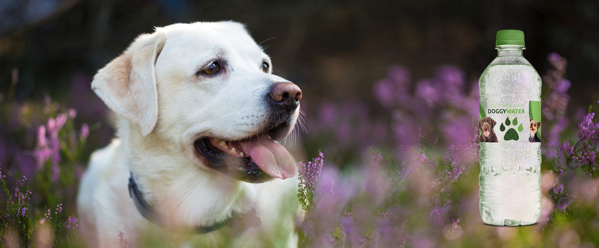 Water for dogs